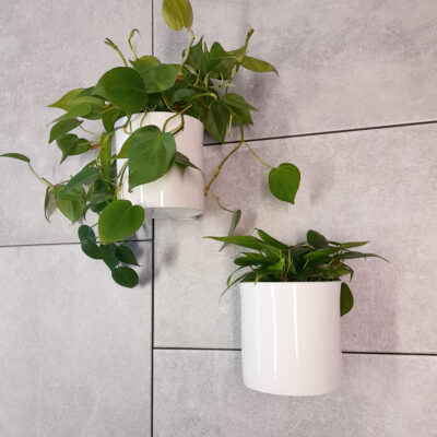 Two white ceramic wall pots with sweetheart plants cascading down.